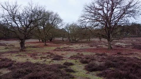 Moving towards a group of Oak trees Video stock 149137786