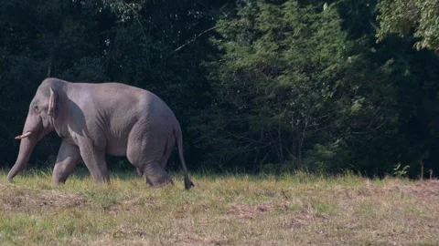 Moving towards the left outside of the forest with its pink thingy Stock Footage 265147370