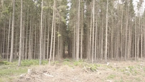 Moving Towards Scary Forest Video stock 111228410