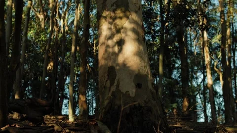 Moving towards shadows on a tree in a forest slow motion 4K Stock-Footage 241196170