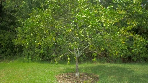 Moving towards single orange tree tilt up Stock Footage 94854738