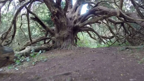 Moving towards tree Stock Footage 71302191