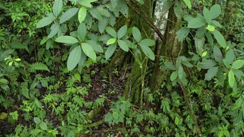 Moving towards a tropical tree with large roots typical for trees in rainforest Stock Footage 165847646