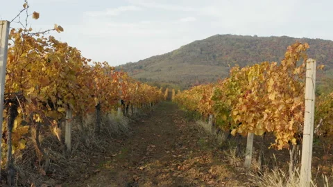 Moving tracking  shot of rows of  the vineyard in the fall 库存影片 142088898