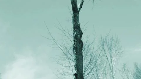 Moving Tree Branches and Clouds on a Clear Day Foto stock