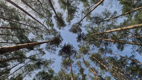 Moving Tree Canopies – View from Below Stock Footage 315606677
