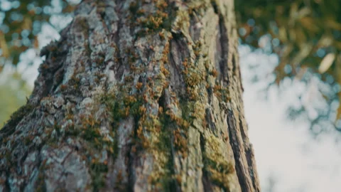 Moving Up A Tree 스톡 동영상 132266376