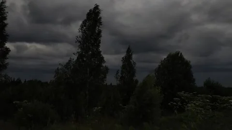 Moving tree Stock Footage 316805435