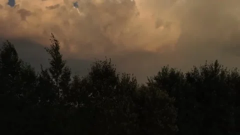 Moving tree Stock Footage 316805491