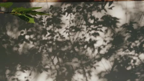Moving Tree Leaves Create Organic Shadow Pattern in Natural Light Stock Footage 346104531
