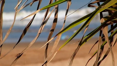 Moving Tree Leaves, Tranquility, Tranquil Scene, Famous Juhu Beach Mumbai india Video stock 99758615
