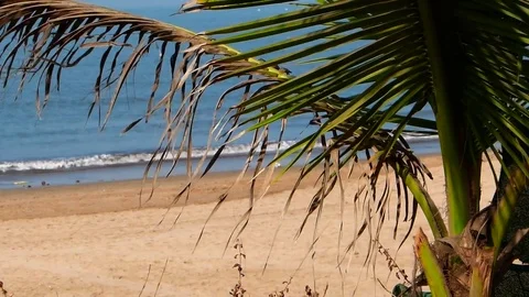 Moving Tree Leaves, Tranquility, Tranquil Scene, Famous Juhu Beach Mumbai india Video stock 99758659