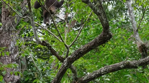 Moving up the tree looking for more fruits to eat, White-Handed Gibbon Stock Footage 257600643
