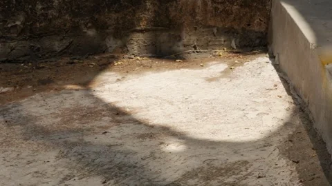 Moving Tree Shadows Across a Sunlit Concrete Ground Outdoors Stock Footage 341868846