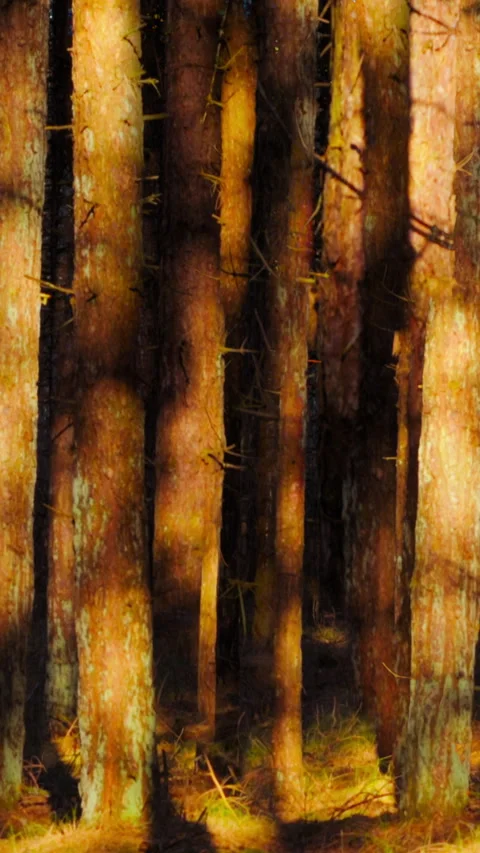 Moving tree shadows in the forest, SEAMLESS LOOP, VERTICAL TIMELAPSE. Stock Footage 327345292