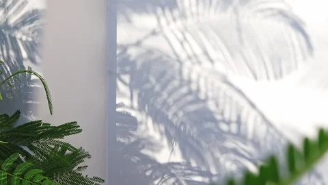 Moving Tree Shadows on White Wall Background Stock Footage 337736239
