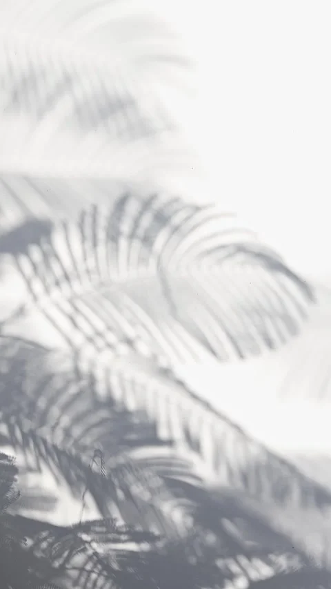 Moving Tree Shadows on White Wall Background, Natural Sunlight Pattern Stock Footage 337736241