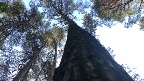 Moving up the tree trunk in the autumn forest Stock Footage 141210831