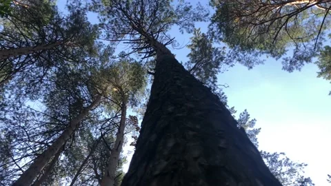 Moving up the tree trunk in the autumn forest Stock Footage 141920103