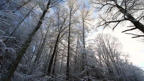 Moving Trees In Coniferous Forest. Slider Shot. Winter Landscape. Stock Footage 100315765