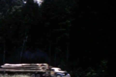 Moving Trees Stock Footage 24699498