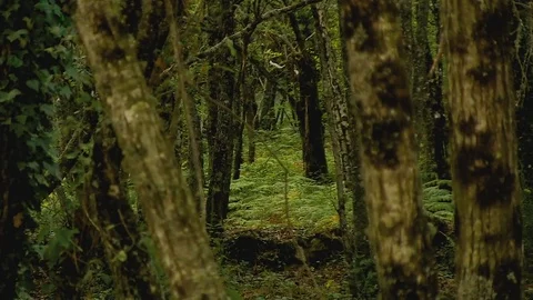 Moving Trees Nature Stock Footage 79403372