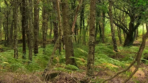 Moving Trees Nature Stock Footage 79404497