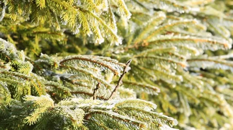 Moving trees in winter Stock Footage 34649944