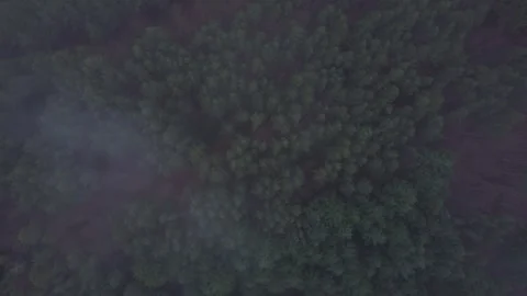 Moving trough fog with the forest underneath. Stock Footage 258360796