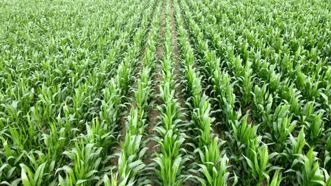 Moving trough a greeen corn field Stock Footage 134506991