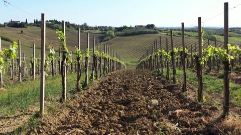 Moving trough the vineyards Stock Footage 128523120
