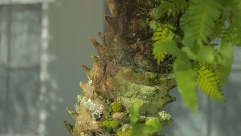 Moving up the trunk of small florida tree close up Stock Footage 94854822