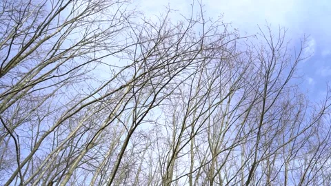 Moving twigs and branches of trees on a windy and stormy day in spring Stock Footage 246434559