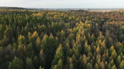 Moving under the autumn forest Video stock 223237280