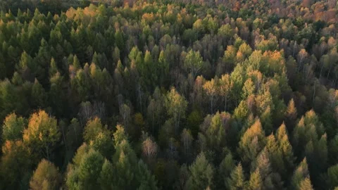 Moving under the autumn forest Stock Footage 223246112