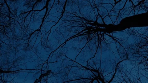 Moving Under Bare Trees At Night Vídeo Stock 61148692