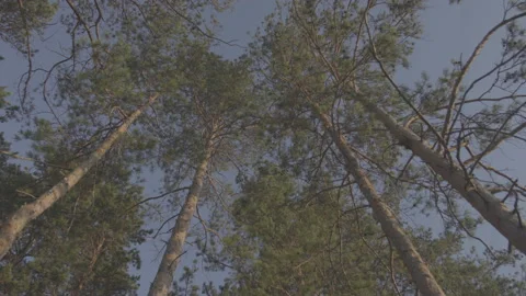 Moving under the crowns of pines Stock Footage 130744332