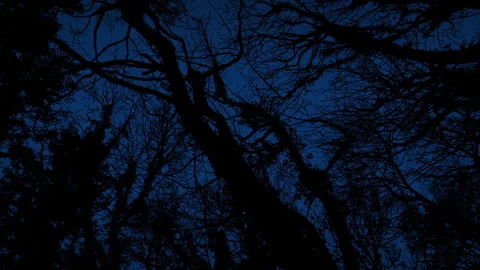 Moving Under Dark Trees In Scary Woodland Stock Footage 343576438