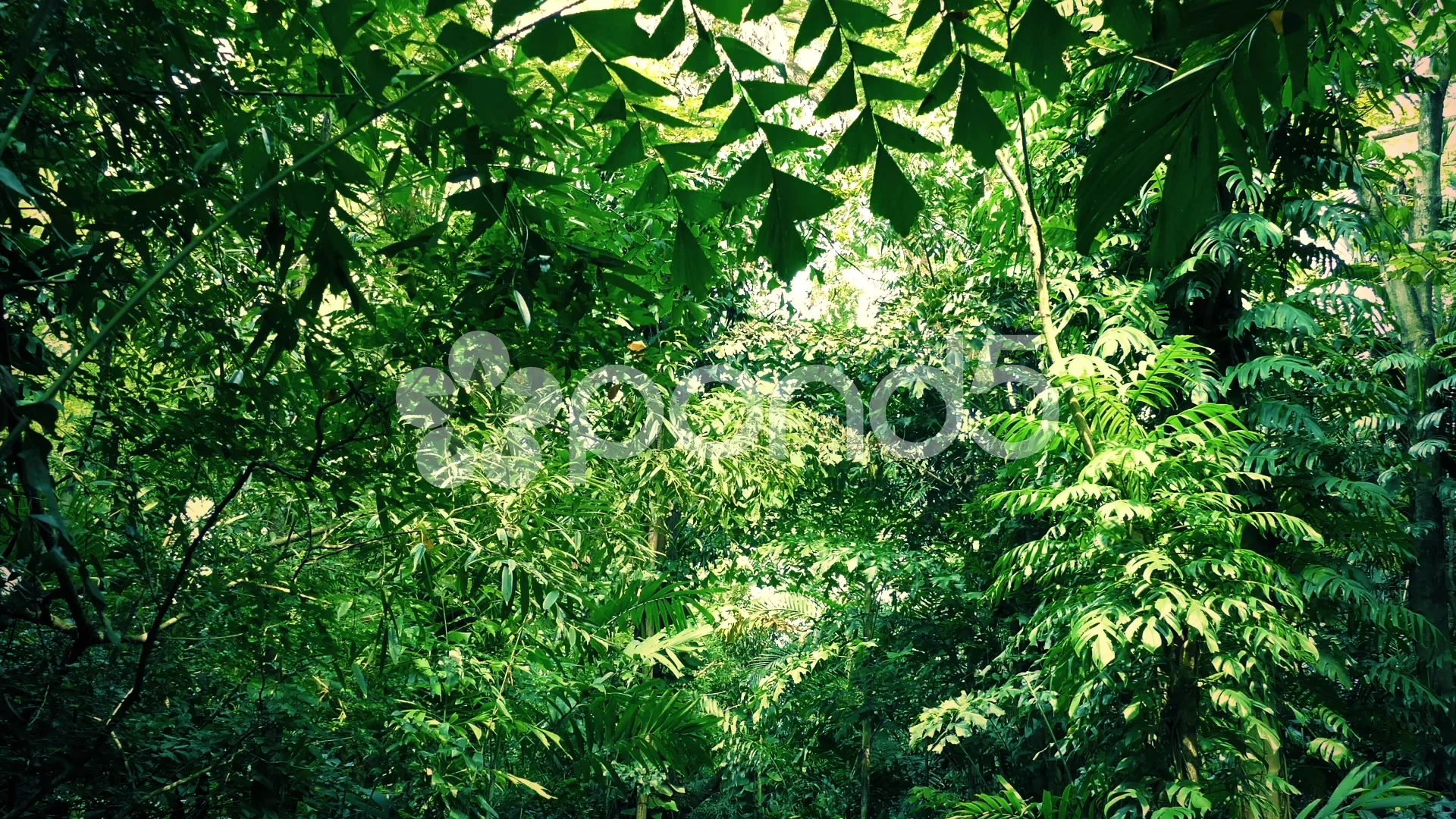 Dense Jungle Background Pack