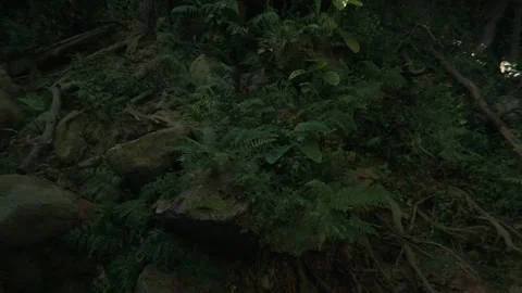 Moving Under Dense Jungle Canopy Stock Footage 259732915