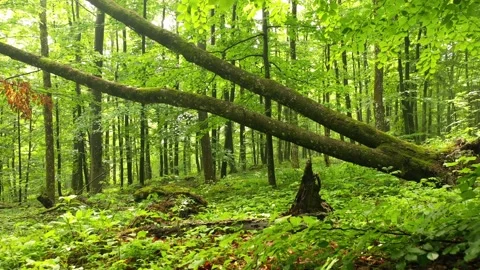 Moving under fallen trees in the spring forest Stock Footage 130296037