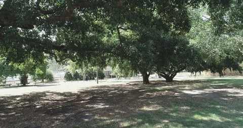 Moving under a green tree canopy Stock Footage 96224171