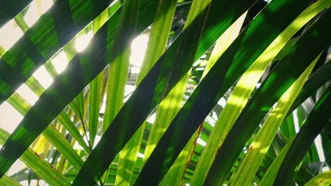 Moving Under Layers Of Jungle Plants 스톡 동영상 77082074