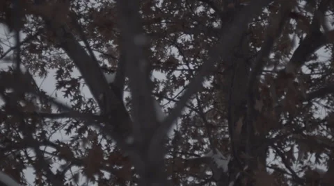Moving under Maple Tree Branches 120fps Stock Footage 33757100