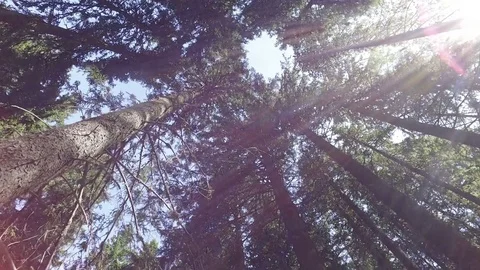 Moving under pine trees in forest with sunlight Video stock 70929004