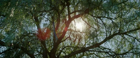 Moving under Spring tree as sun peeks through Stock Footage 136448925