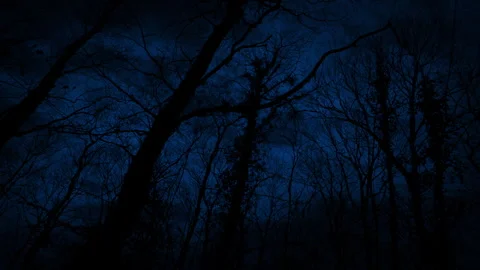 Moving Under Tall Dark Trees At Night In The Woods Vidéo 247564511