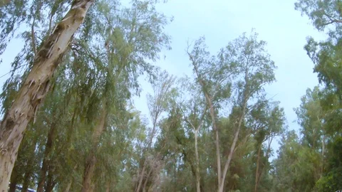 Moving under tall Eucalyptus Trees Stock Footage 100588497