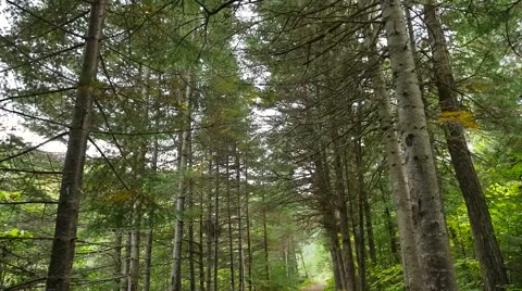 Moving under the tops of trees and revealing a forest path Video stock 62648980