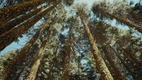 Moving under towering pine trees looking up at the canopy Vídeos de archivo 348049479